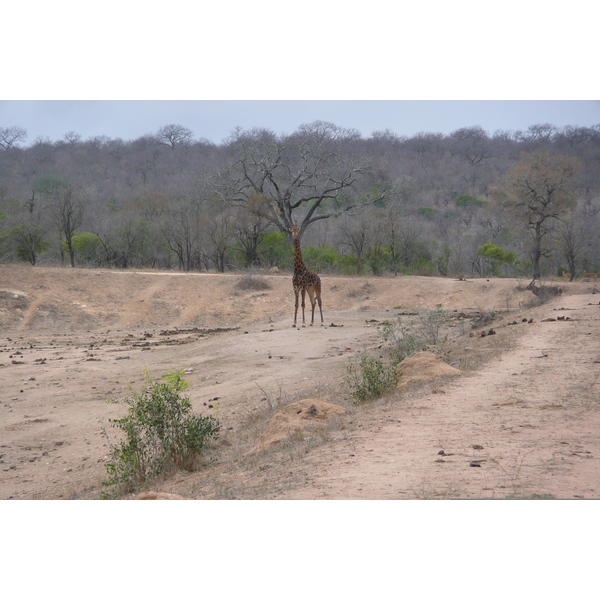 Photo Afrique du Sud Parc National Kruger Mpondo 2008-09 14