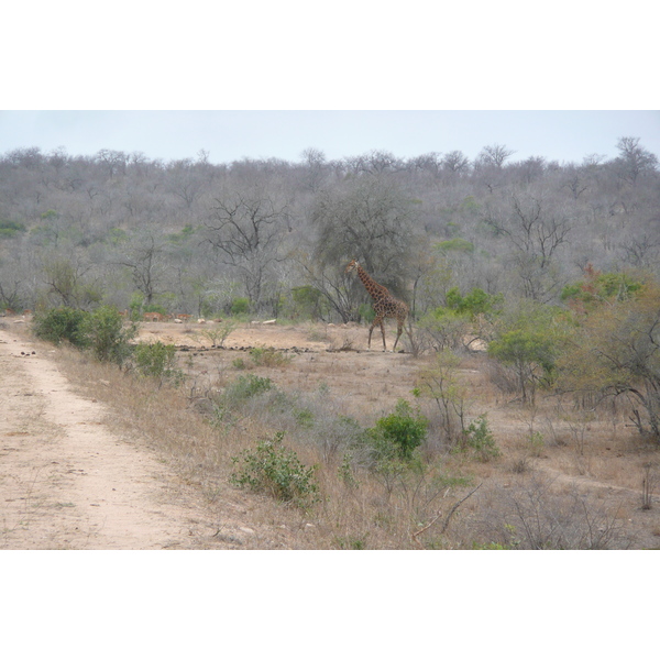 Photo Afrique du Sud Parc National Kruger Mpondo 2008-09 7