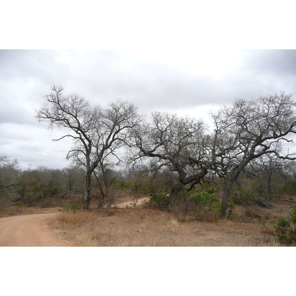 Photo Afrique du Sud Parc National Kruger 2008-09 159