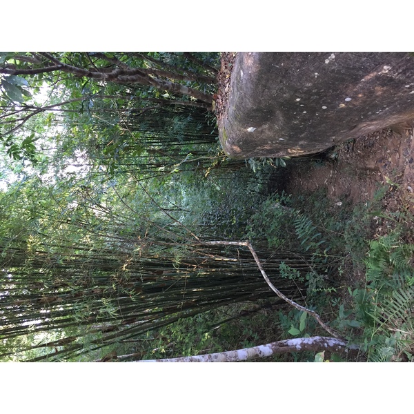 Photo Thaïlande Parc National Phu Hin Rong Kla 2014-12 141