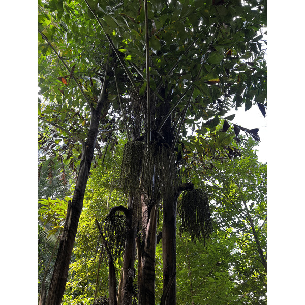 Photo Singapour Jardins botaniques de Singapore 2023-01 36