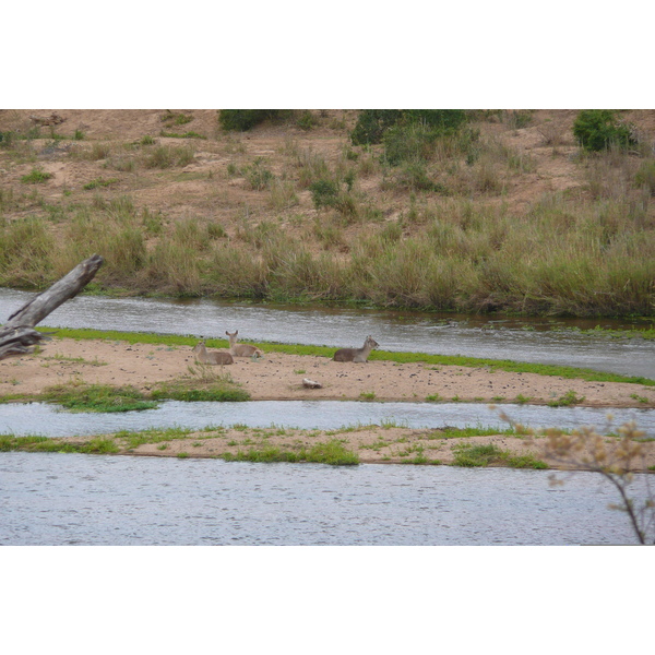 Photo Afrique du Sud Parc National Kruger rivière Crocodile 2008-09 50