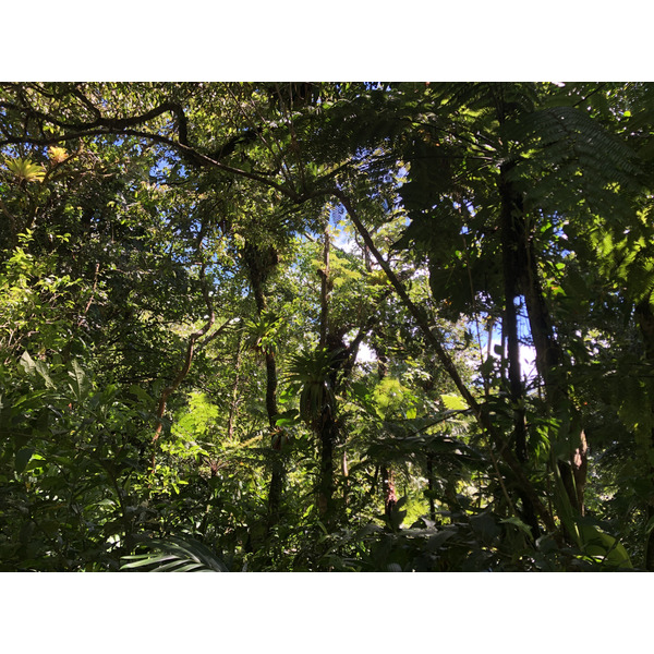 Photo Guadeloupe La Grande Soufrière 2021-02 81