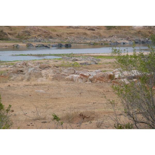 Photo Afrique du Sud Parc National Kruger rivière Crocodile 2008-09 34