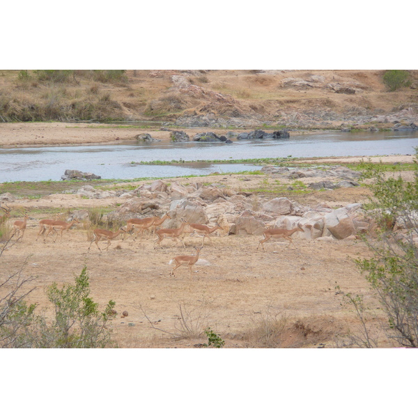 Photo Afrique du Sud Parc National Kruger rivière Crocodile 2008-09 39