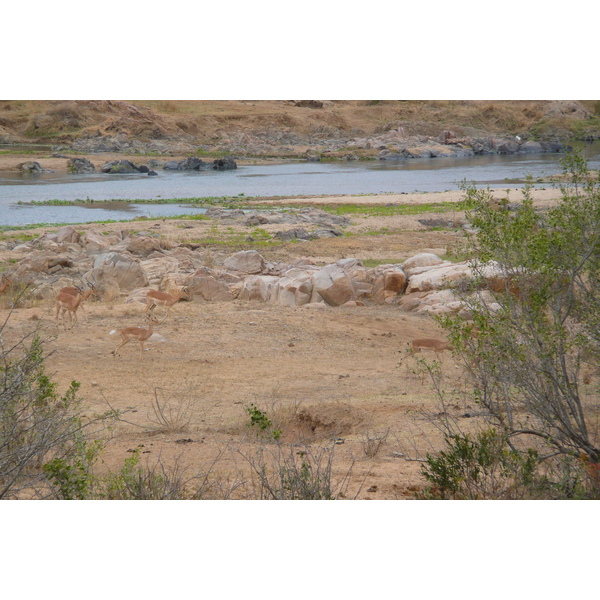 Photo Afrique du Sud Parc National Kruger rivière Crocodile 2008-09 36