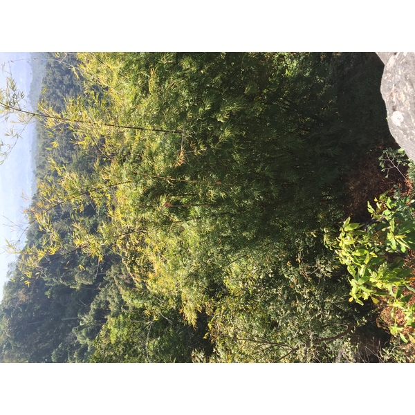 Photo Thaïlande Parc National Phu Hin Rong Kla 2014-12 124