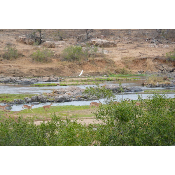 Photo Afrique du Sud Parc National Kruger rivière Crocodile 2008-09 12