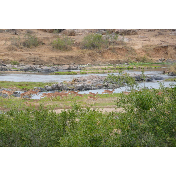 Photo Afrique du Sud Parc National Kruger rivière Crocodile 2008-09 9