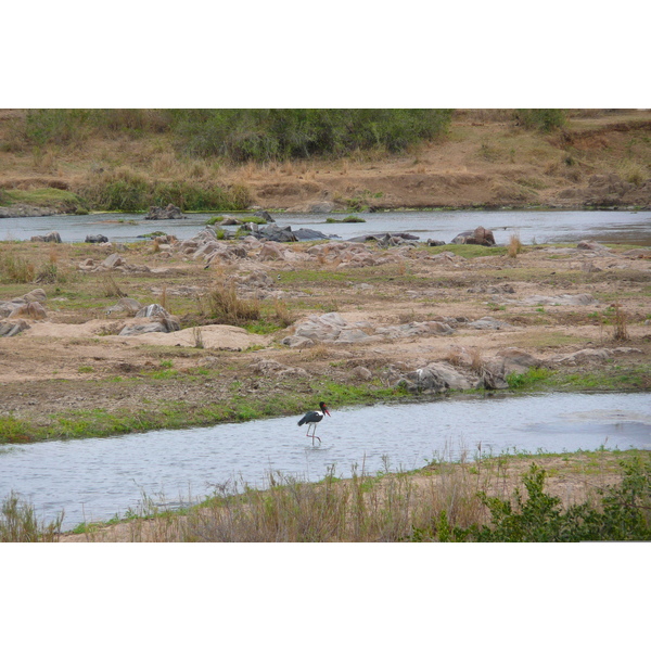 Photo Afrique du Sud Parc National Kruger rivière Crocodile 2008-09 1