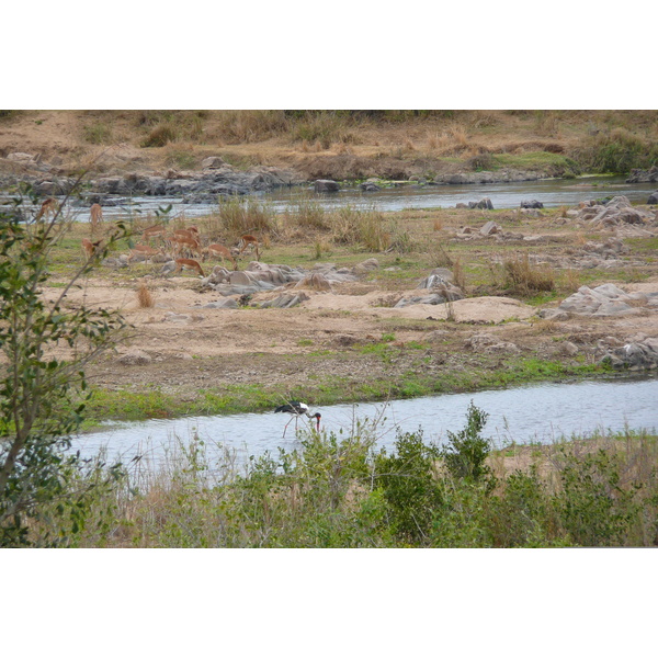 Photo Afrique du Sud Parc National Kruger rivière Crocodile 2008-09 14