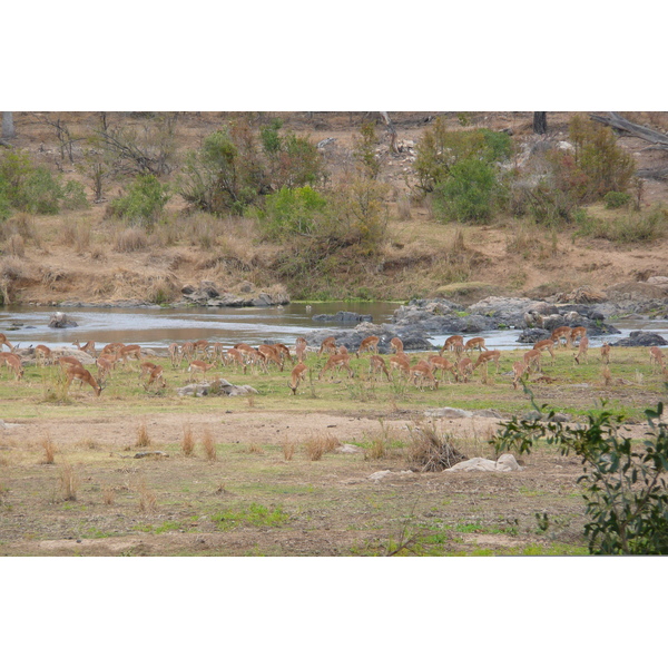 Photo Afrique du Sud Parc National Kruger rivière Crocodile 2008-09 5