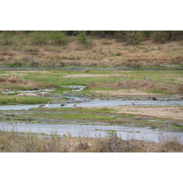 Photo Afrique du Sud Parc National Kruger rivière Crocodile 2008-09 59