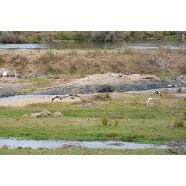 Photo Afrique du Sud Parc National Kruger rivière Crocodile 2008-09 19