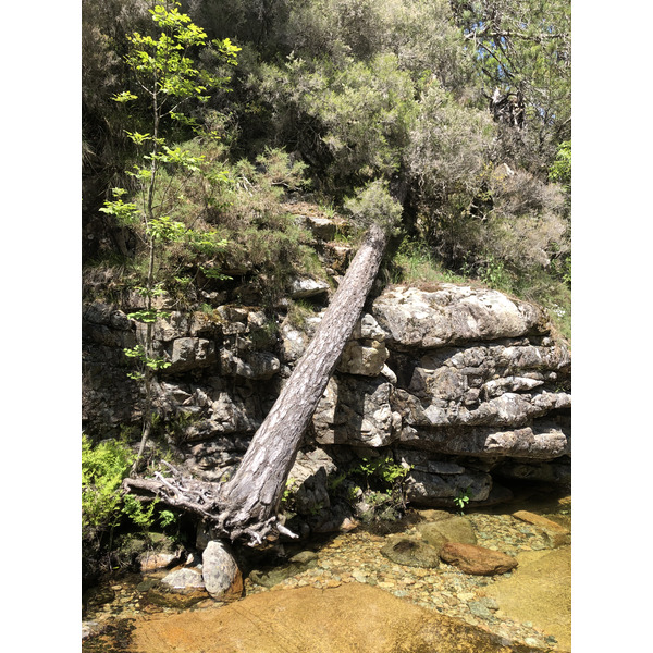 Photo France Corse Forêt d'Aïtone 2021-06 17