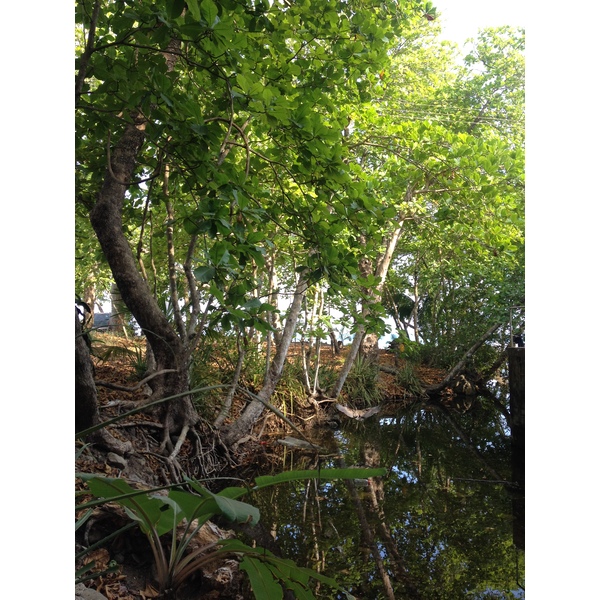 Photo Costa Rica Montezuma 2015-03 237