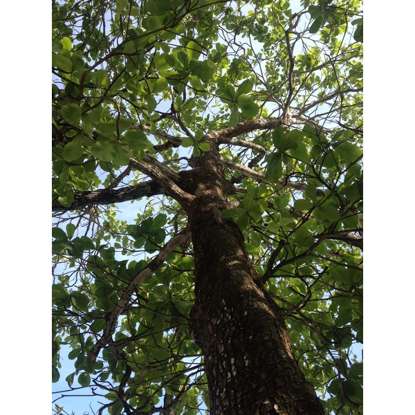 Photo Costa Rica Montezuma 2015-03 159