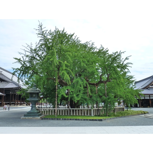 Photo Japon Kyoto temple Nishi Honganji 2010-06 24
