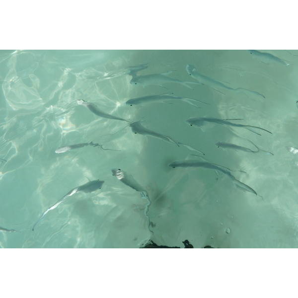 Photo Seychelles Anse Lazio 2011-10 179