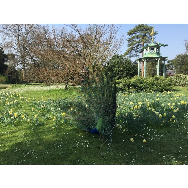 Photo France Paris Bagatelles 2017-03 17