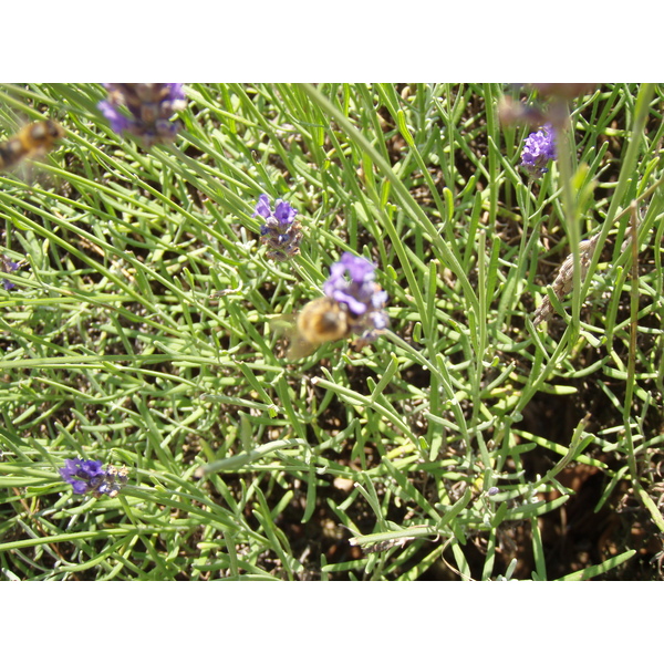 Photo France Villeneuve La Garenne Parc des Chanteraines 2007-07 6