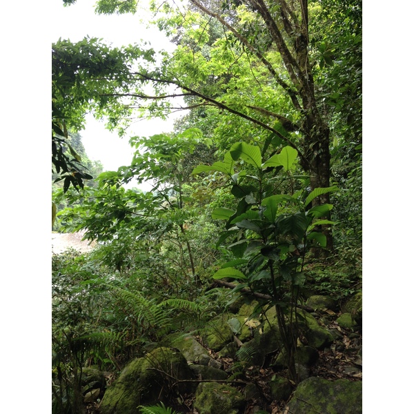 Photo Costa Rica Rivière Pacuare 2015-03 44