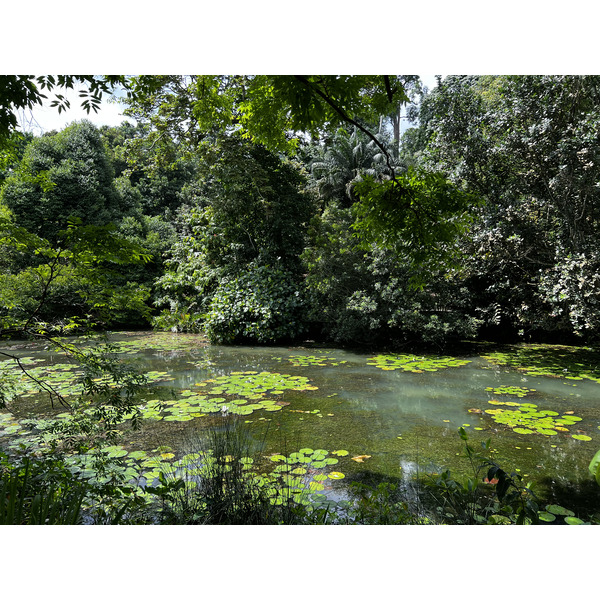 Photo Singapour Jardins botaniques de Singapore 2023-01 6