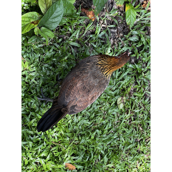 Photo Singapour Jardins botaniques de Singapore 2023-01 118