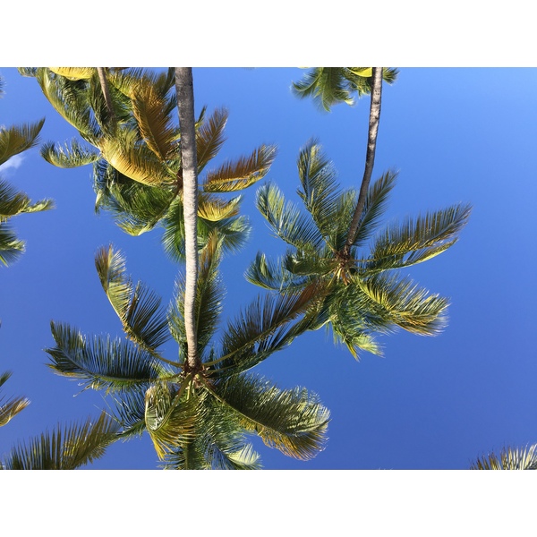 Photo Guadeloupe Plage de la Caravelle 2021-02 98