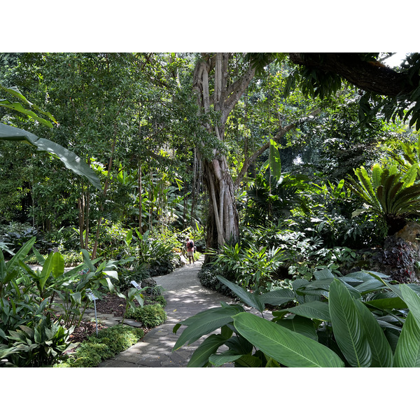 Photo Singapour Jardins botaniques de Singapore 2023-01 80