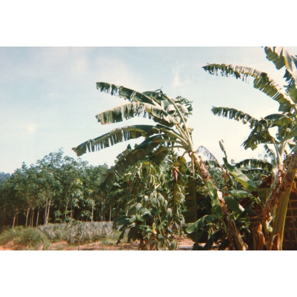 Photo Thaïlande Phuket 1989-04 66
