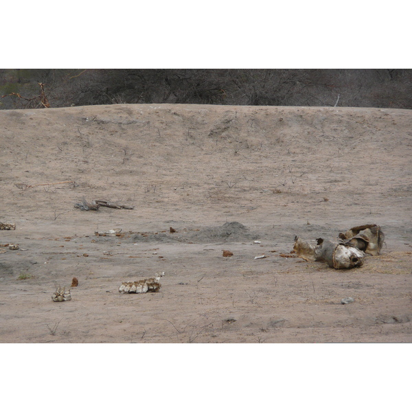 Photo Afrique du Sud Parc National Kruger 2008-09 187