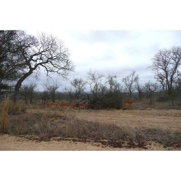 Photo Afrique du Sud Parc National Kruger 2008-09 52