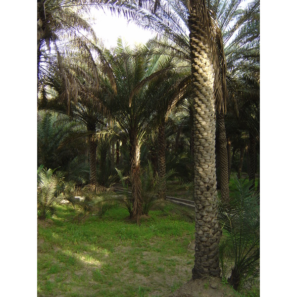 Photo Émirats arabes unis Al Ain Oasis 2005-03 11
