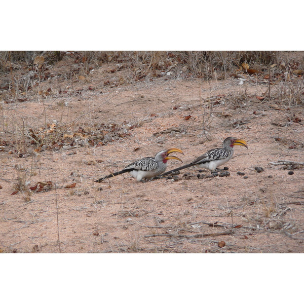 Photo Afrique du Sud Parc National Kruger Mpondo 2008-09 28