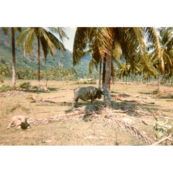 Photo Thaïlande Phuket 1989-04 24
