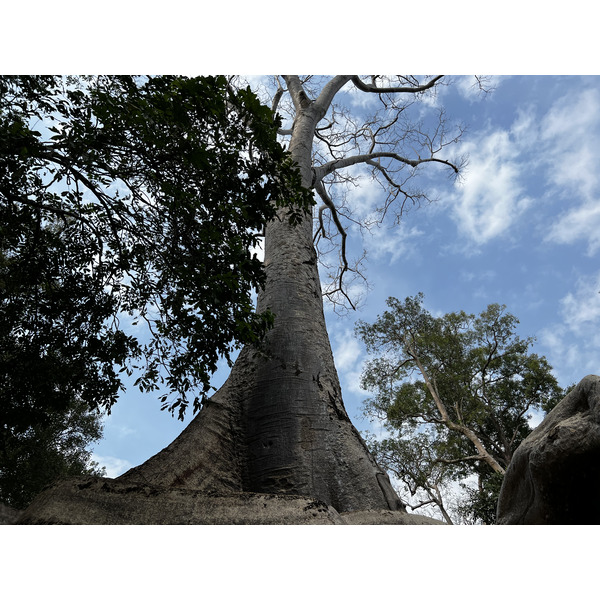 Photo Cambodge Siem Reap Ta Prohm 2023-01 101