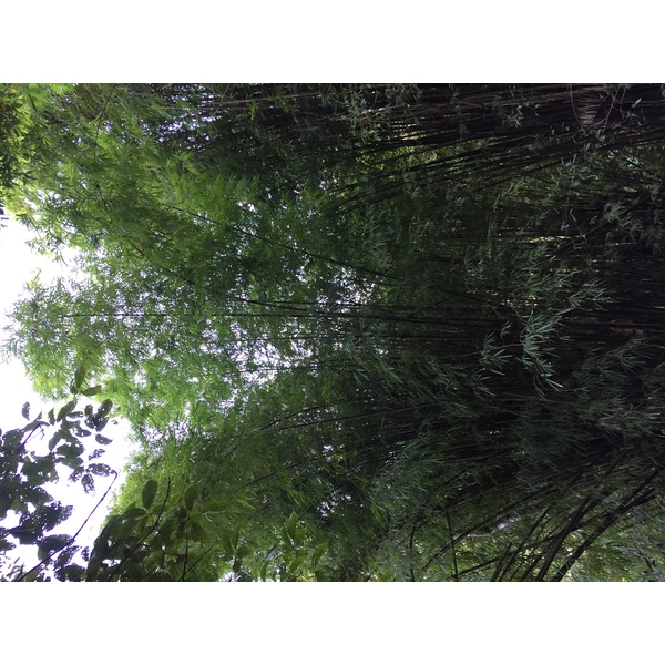 Photo Thaïlande Parc National Phu Hin Rong Kla 2014-12 115