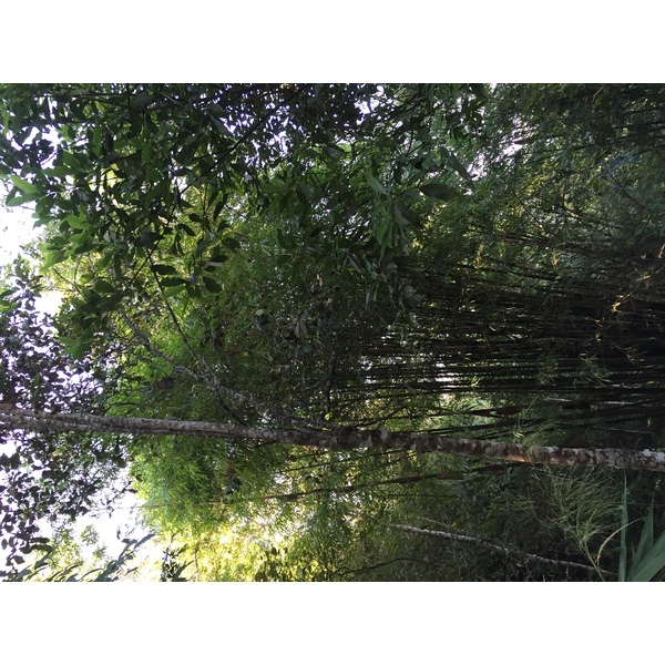 Photo Thaïlande Parc National Phu Hin Rong Kla 2014-12 195