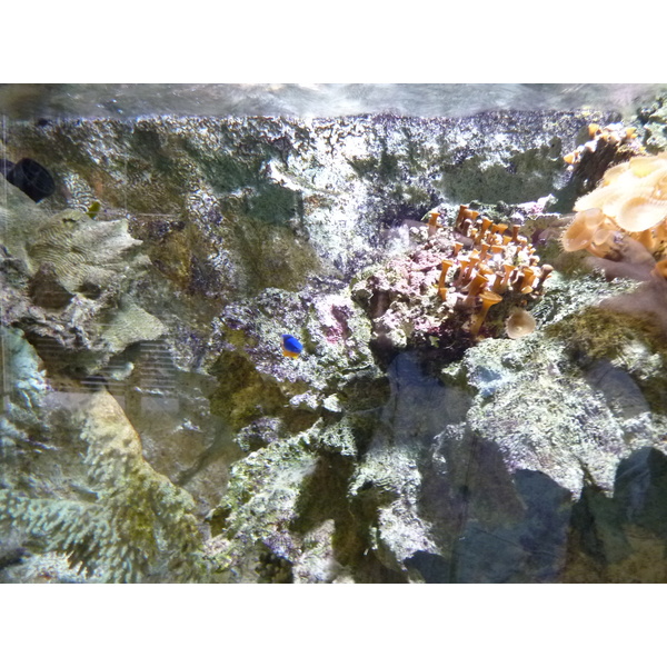 Photo France Le Croisic Ocearium 2009-10 12