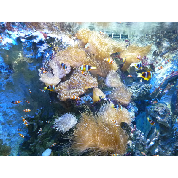Photo France Le Croisic Ocearium 2009-10 13