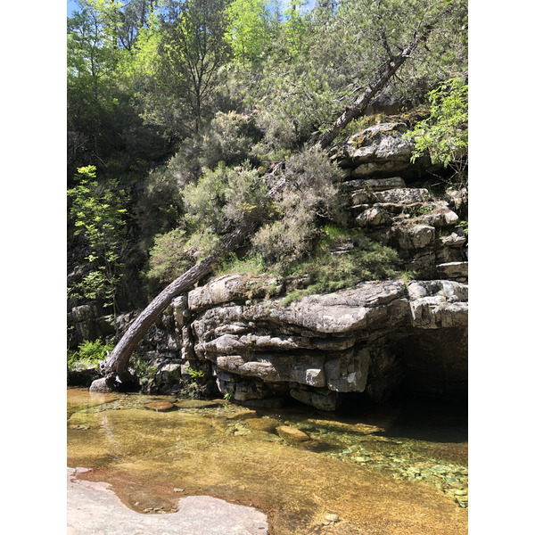 Photo France Corse Forêt d'Aïtone 2021-06 53