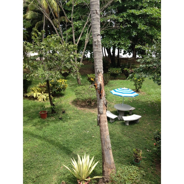 Photo Costa Rica Montezuma 2015-03 53
