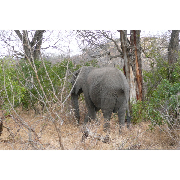 Photo Afrique du Sud Parc National Kruger 2008-09 67