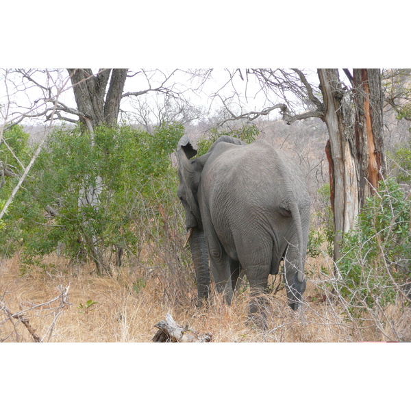Photo Afrique du Sud Parc National Kruger 2008-09 77