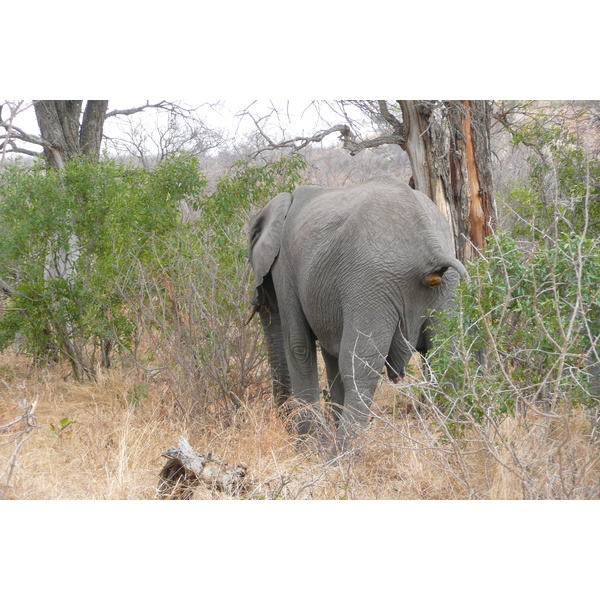 Photo Afrique du Sud Parc National Kruger 2008-09 36