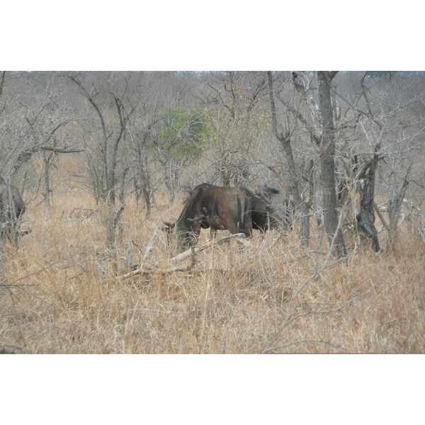 Photo Afrique du Sud Parc National Kruger 2008-09 89