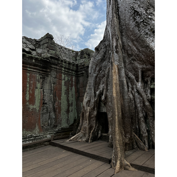 Photo Cambodge Siem Reap Ta Prohm 2023-01 80
