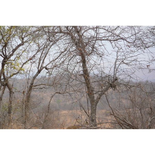 Photo Afrique du Sud Parc National Kruger 2008-09 35
