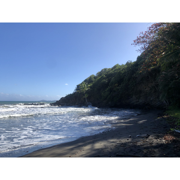 Photo Guadeloupe Bananier 2021-02 18